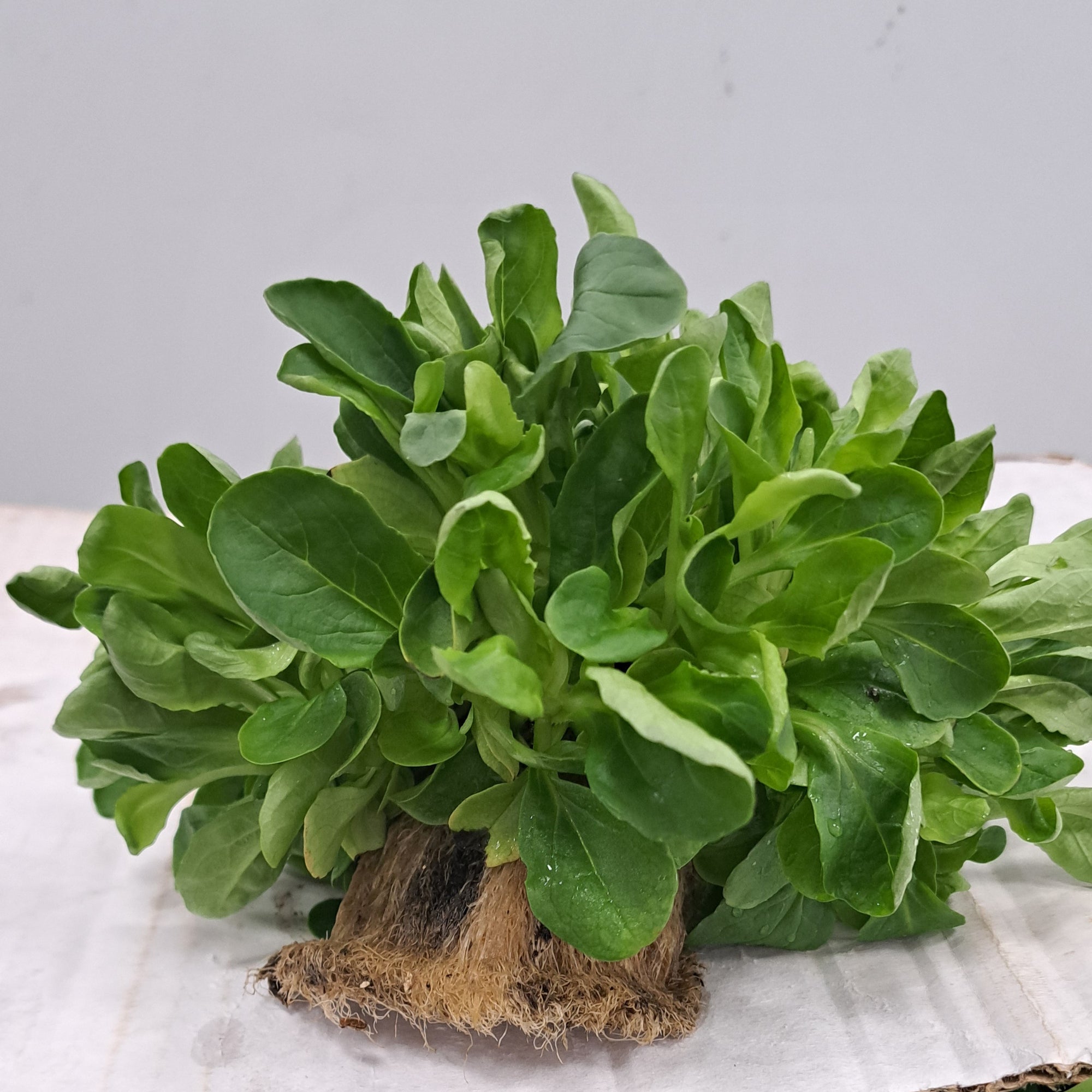 Mâche Lettuce 2pk